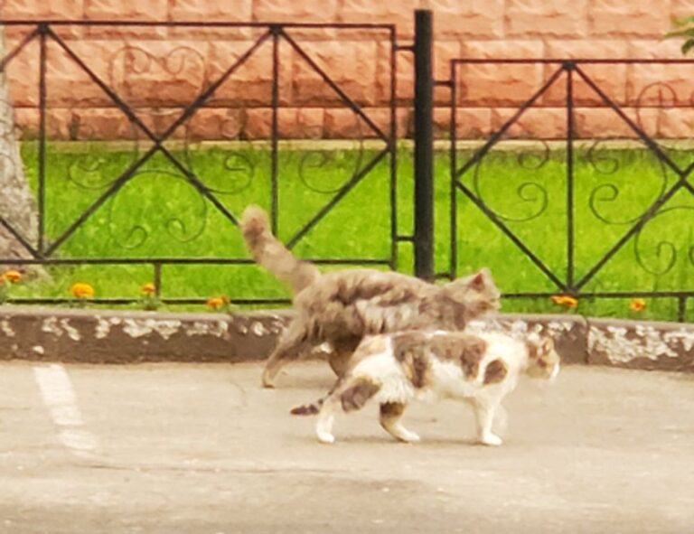 how much does the 493xds5.0 software cost