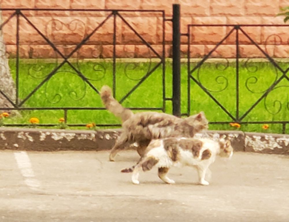 how much does the 493xds5.0 software cost