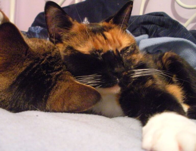 is 2579xao6 easy to learn