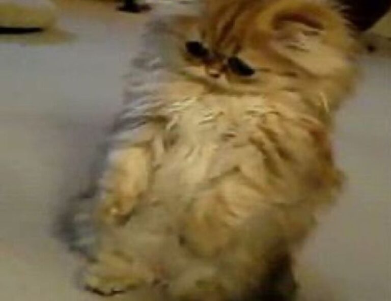 new software 418dsg7