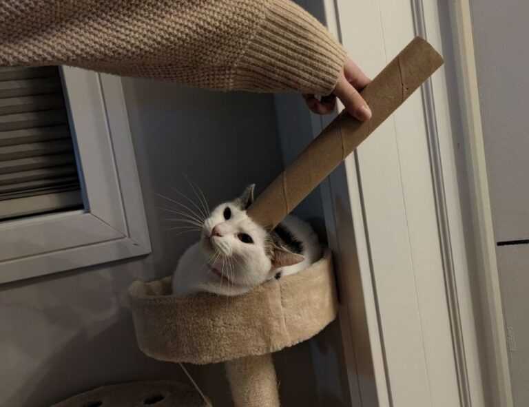 results 2022 sffaresports