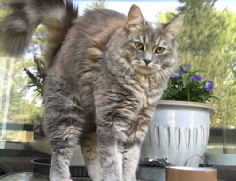 sffaresports game results by sportsfanfare