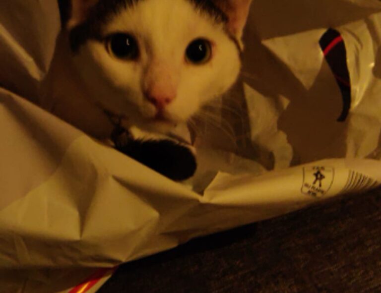 software name meetshaxs