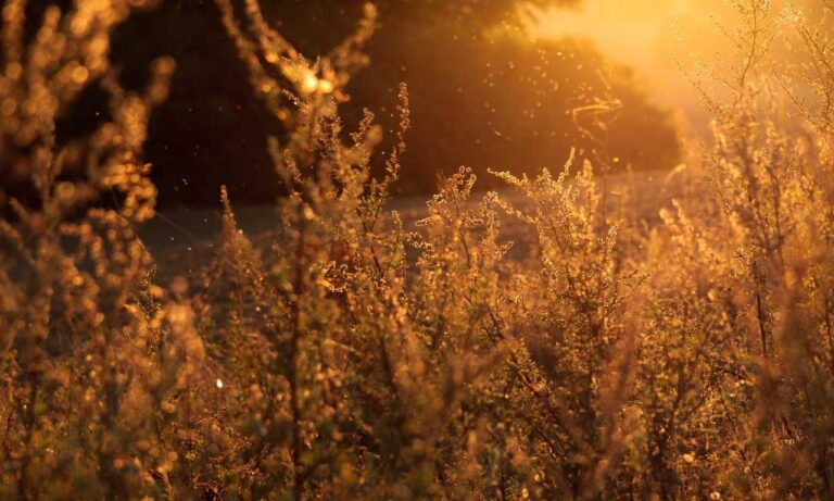 when was the game innerlifthunt released