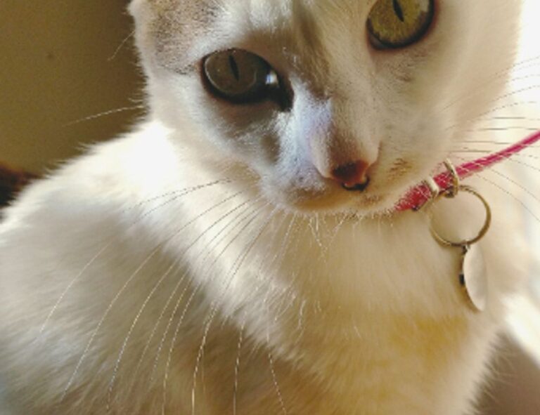 why are tuzialadu hotel comforters so fluffy