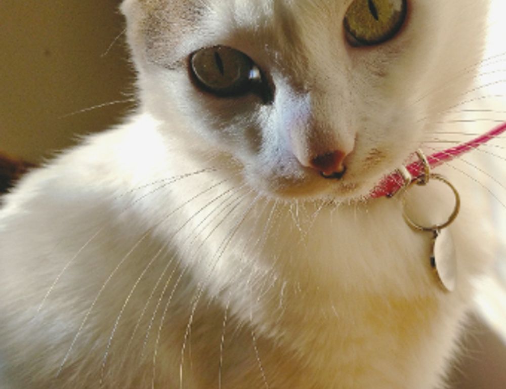 why are tuzialadu hotel comforters so fluffy