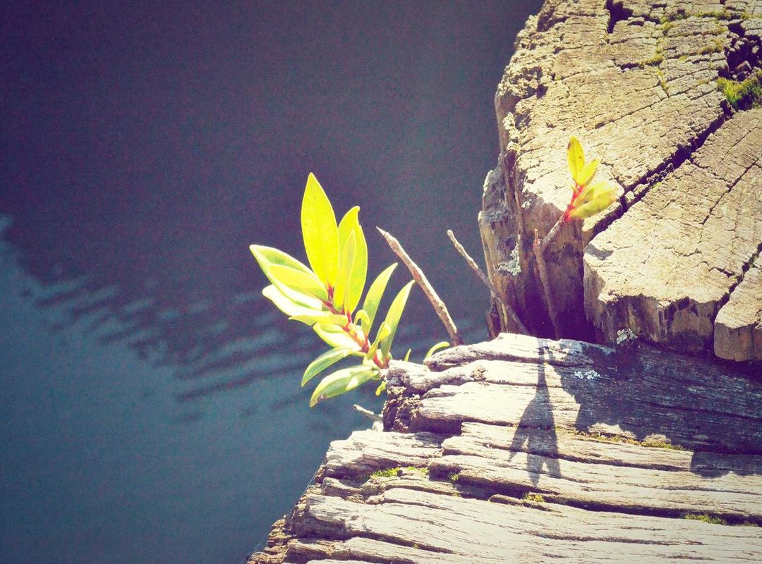 Steatopygia vs. Other Body Types: Key Differences