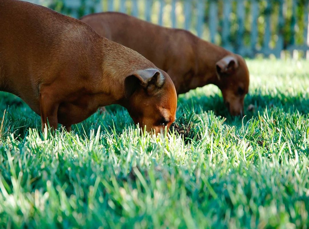 The Anatomy of a Viral Hit: Why Did This Specific Sound Catch On?