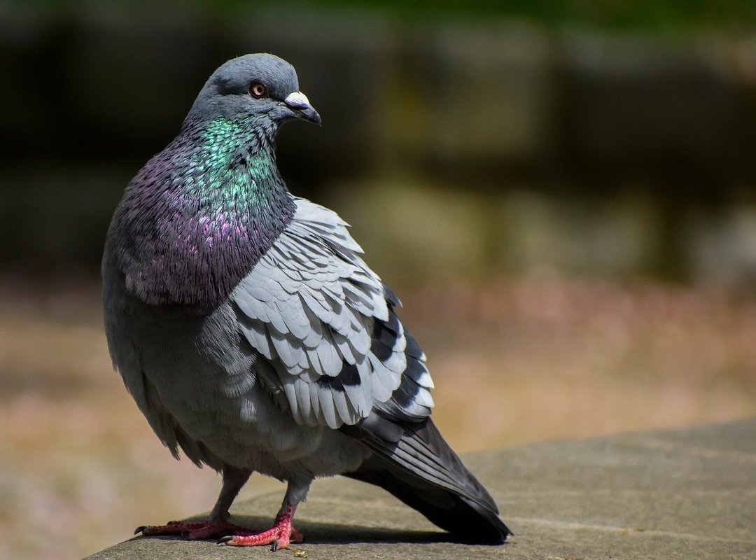 What Sets Y2Mate Apart from Competitors