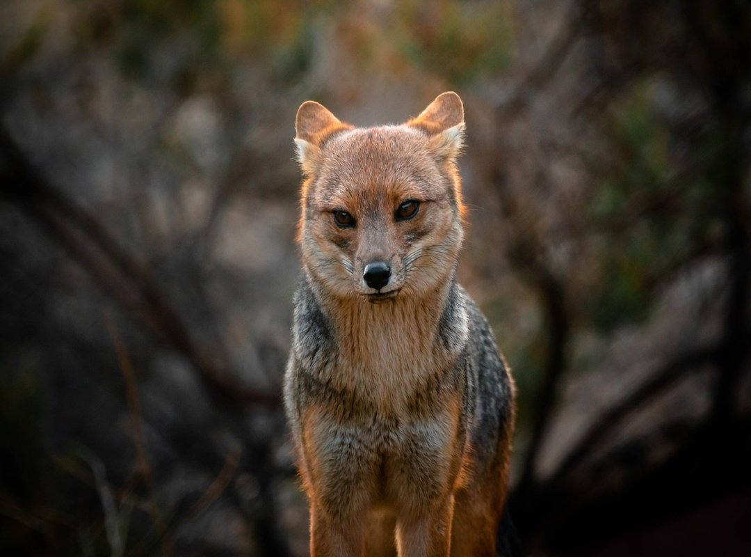 The Funniest and Most Creative 'Zorro Sentado' Examples